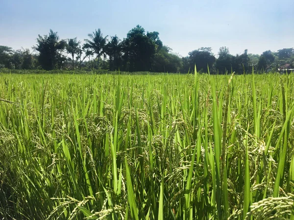 Close Yellow Green Rice Field Harvest — Stock Photo, Image