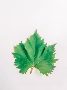 beyaz arka plan üzerinde tek üzüm yaprağı