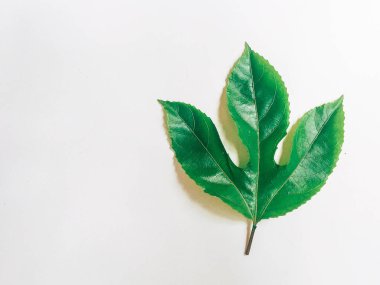 beyaz arka plan üzerinde tek üzüm yaprağı