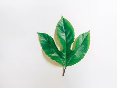 beyaz arka plan üzerinde tek üzüm yaprağı