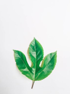 beyaz arka plan üzerinde tek üzüm yaprağı