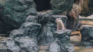 Saryan küçük pençeli su samuru (Amblonyx cinereus) kaya üzerinde