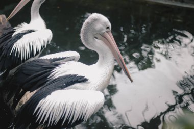 Pelikan (Pelecanus) parkta gölet üzerinde oturan. Pelikanlar gagalarının altında torbaları olan su kuşlarıdır ve Pelecanidae kuş ailesinin bir parçasıdır.