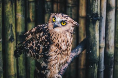 buffy balık baykuş (ketupa ketupu) veya Burung Hantu Beluk ketupa veya Malay balık baykuş, levrek üzerinde dinlenmiş kuş
