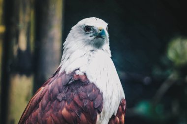 Brahminy uçurtma (Haliastur indus) veya elang bondol. Hayvanat Bahçesi'nde yırtıcı kuş