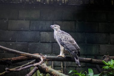 Brahminy uçurtma (Haliastur indus) veya elang bondol. Hayvanat Bahçesi'nde yırtıcı kuş
