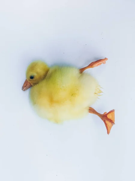 Gelbe Kleine Gänse Oder Entchen Isoliert Auf Weißem Hintergrund — Stockfoto