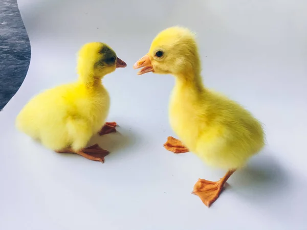 Yellow Little Goslings Ducklings Geese Isolated White Background — Stock Photo, Image