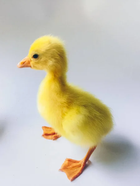 Gele Kleine Goslings Eendjes Ganzen Geïsoleerd Witte Achtergrond — Stockfoto