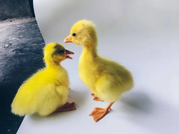 Yellow Little Goslings Ducklings Geese Isolated White Background — Stock Photo, Image