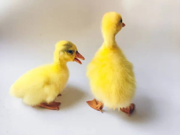 Yellow Little Goslings Ducklings Geese Isolated White Background — Stock Photo, Image