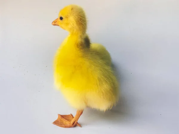 Gelbe Kleine Gänse Oder Entchen Isoliert Auf Weißem Hintergrund — Stockfoto