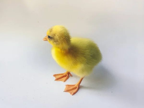 Pequenos Goslings Amarelos Patinhos Gansos Isolados Sobre Fundo Branco — Fotografia de Stock