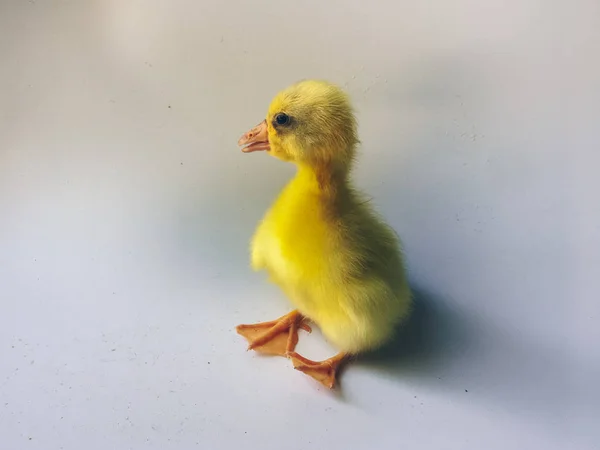 Gelbe Kleine Gänse Oder Entchen Isoliert Auf Weißem Hintergrund — Stockfoto