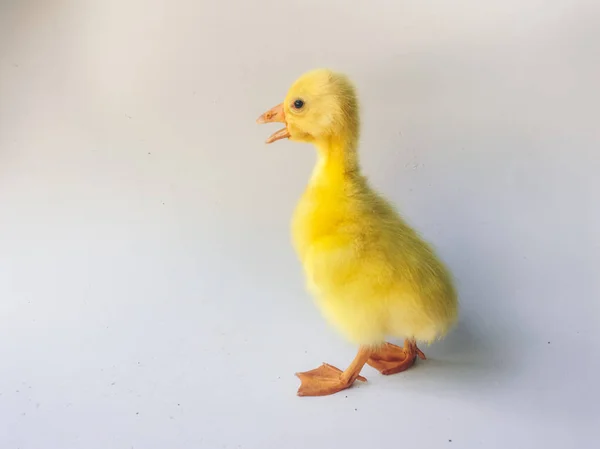 Yellow Little Goslings Ducklings Geese Isolated White Background — Stock Photo, Image