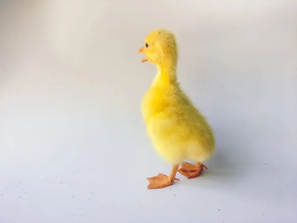 Pequenos Goslings Amarelos Patinhos Gansos Isolados Sobre Fundo Branco — Fotografia de Stock