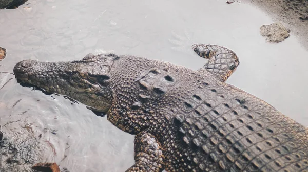 Buaya Muara Crocodylus Porosus Κροκόδειλος Αλμυρού Νερού Ινδοαυστραλός Κροκόδειλος Ανθρωποφάγος — Φωτογραφία Αρχείου