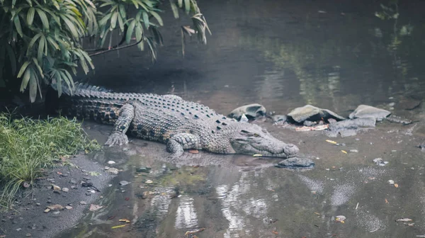 Buaya Muara Crocodylus Porosus Κροκόδειλος Αλμυρού Νερού Ινδοαυστραλός Κροκόδειλος Ανθρωποφάγος — Φωτογραφία Αρχείου