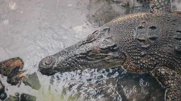 Buaya Muara Crocodylus Porosus Saltwater Crocodile Indo Australian Crocodile Man — Stock Photo, Image