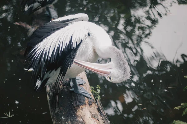 Pelikan Pelecanus Park Über Dem Teich Sitzend Pelikane Sind Wasservögel — Stockfoto