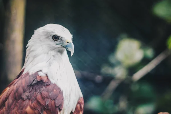 Nibbio Bramino Haliastur Indus Elang Bondol Uccello Rapace Nello Zoo — Foto Stock