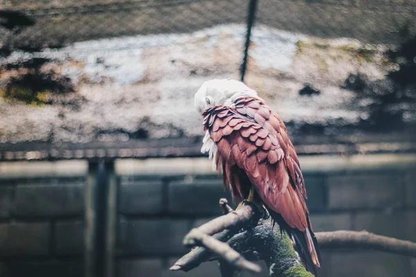 Pipa Brahminy Haliastur Indus Elang Bondol Pássaro Rapina Zoológico — Fotografia de Stock