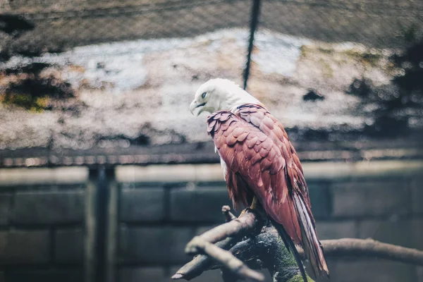 婆罗门风筝 哈利亚图尔 伊杜斯 或伊朗邦醇 动物园的猛禽 — 图库照片