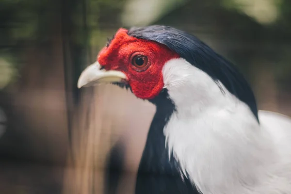 Hoofd Close Van Zilveren Fazant Lophura Nycthemera — Stockfoto