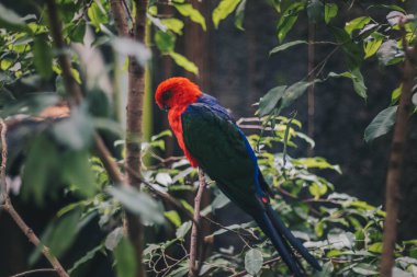 Doğada dal üzerinde tüneme Renkli Tropikal Papağan
