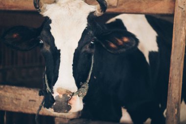 Simmental (bos toros) geleneksel çiftlikte sığır snout, Boyolali, Endonezya. Geleneksel hayvancılık konsepti
