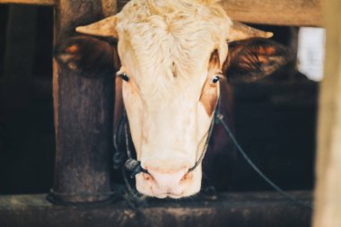 Simmental (bos toros) geleneksel çiftlikte sığır snout, Boyolali, Endonezya. Geleneksel hayvancılık konsepti