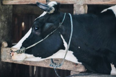 Simmental (bos toros) geleneksel çiftlikte sığır snout, Boyolali, Endonezya. Geleneksel hayvancılık konsepti