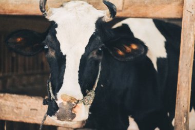 Simmental (bos toros) geleneksel çiftlikte sığır snout, Boyolali, Endonezya. Geleneksel hayvancılık konsepti