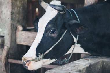 Simmental (bos toros) geleneksel çiftlikte sığır snout, Boyolali, Endonezya. Geleneksel hayvancılık konsepti