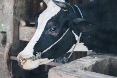 Simmental (bos toros) geleneksel çiftlikte sığır snout, Boyolali, Endonezya. Geleneksel hayvancılık konsepti