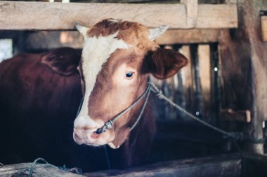 Simmental (bos toros) geleneksel çiftlikte sığır snout, Boyolali, Endonezya. Geleneksel hayvancılık konsepti