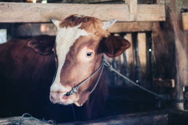 Simmental (bos toros) geleneksel çiftlikte sığır snout, Boyolali, Endonezya. Geleneksel hayvancılık konsepti