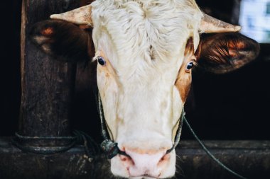 Simmental (bos toros) geleneksel çiftlikte sığır snout, Boyolali, Endonezya. Geleneksel hayvancılık konsepti