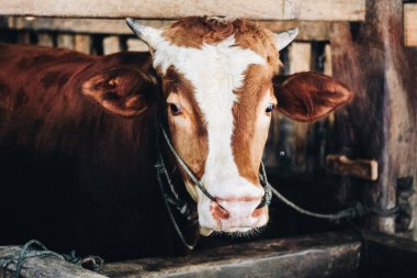 Simmental (bos toros) geleneksel çiftlikte sığır snout, Boyolali, Endonezya. Geleneksel hayvancılık konsepti