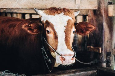 Simmental (bos toros) geleneksel çiftlikte sığır snout, Boyolali, Endonezya. Geleneksel hayvancılık konsepti