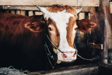 Simmental (bos toros) geleneksel çiftlikte sığır snout, Boyolali, Endonezya. Geleneksel hayvancılık konsepti
