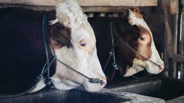 Simmental (bos toros) geleneksel çiftlikte sığır snout, Boyolali, Endonezya. Geleneksel hayvancılık konsepti