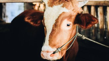 Geleneksel çiftlikte simmental (bos taurus) sığır snout yakın çekim, Boyolali, Endonezya