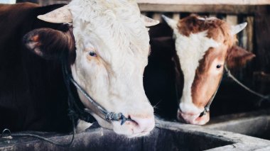 Simmental (bos toros) geleneksel çiftlikte sığır snout, Boyolali, Endonezya. Geleneksel hayvancılık konsepti