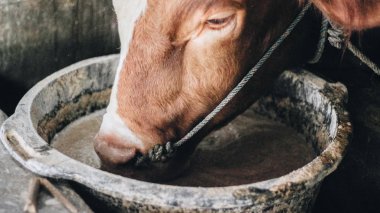 Geleneksel çiftlikte simmental (bos taurus) sığır snout yakın çekim, Boyolali, Endonezya
