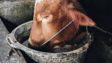 Geleneksel çiftlikte simmental (bos taurus) sığır snout yakın çekim, Boyolali, Endonezya