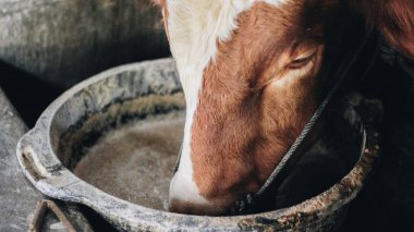 Geleneksel çiftlikte simmental (bos taurus) sığır snout yakın çekim, Boyolali, Endonezya