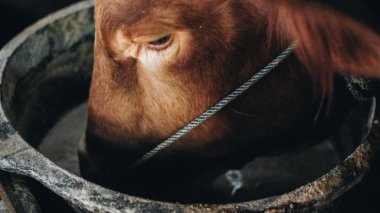 Geleneksel çiftlikte simmental (bos taurus) sığır snout yakın çekim, Boyolali, Endonezya