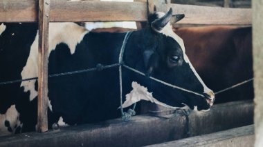 Simmental (bos toros) geleneksel çiftlikte sığır snout, Boyolali, Endonezya. Geleneksel hayvancılık konsepti