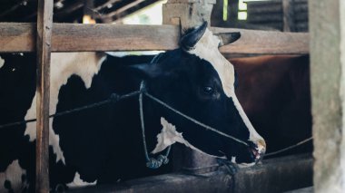 Simmental (bos toros) geleneksel çiftlikte sığır snout, Boyolali, Endonezya. Geleneksel hayvancılık konsepti